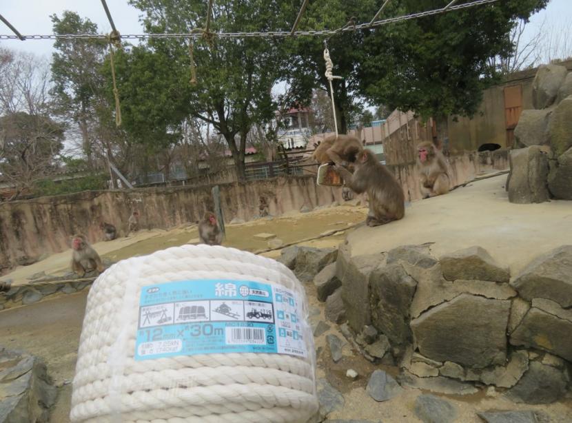 ニホンザルのロープ